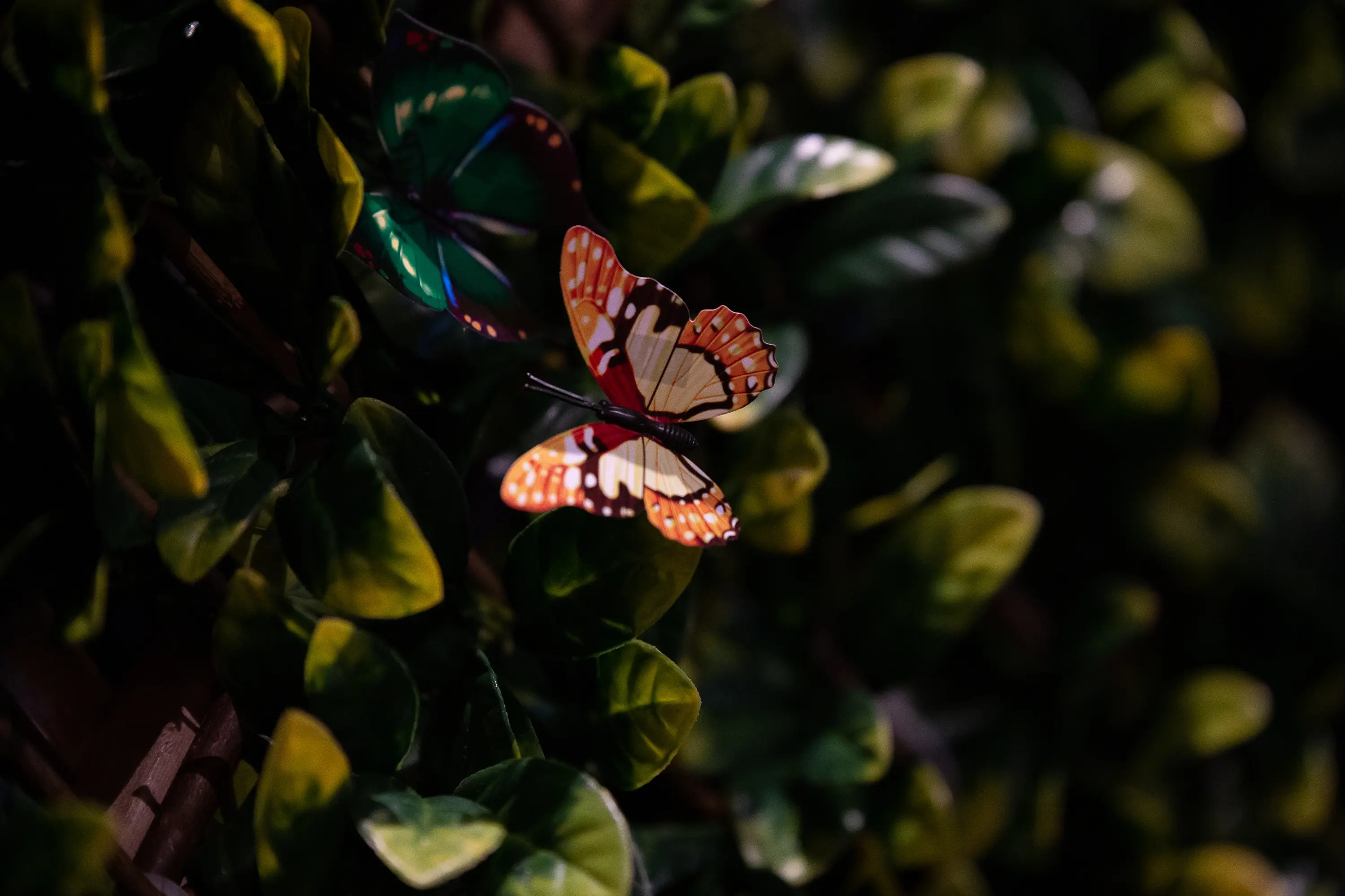 butterfly resting on green leaves